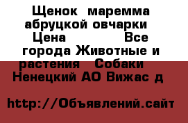 Щенок  маремма абруцкой овчарки › Цена ­ 50 000 - Все города Животные и растения » Собаки   . Ненецкий АО,Вижас д.